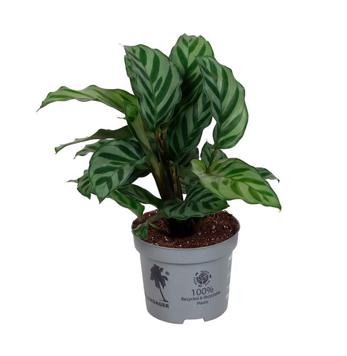 <h4>CALATHEA ROSEOPICTA P9 FREDDIE</h4>