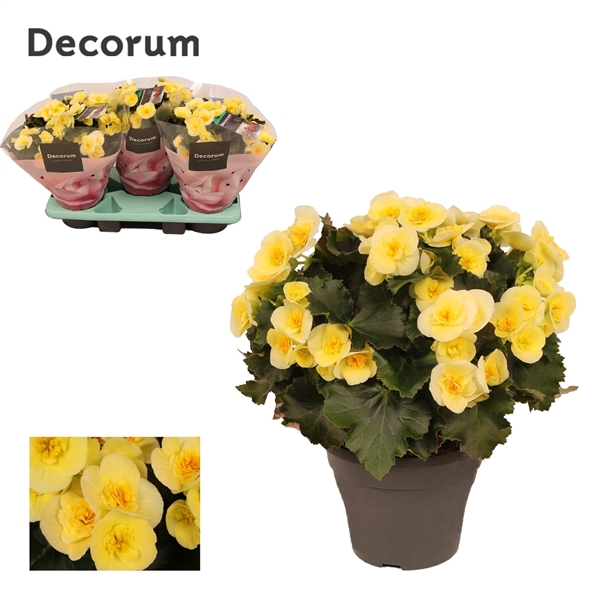 Begonia BELOVE Yellow 19cm Outdoor