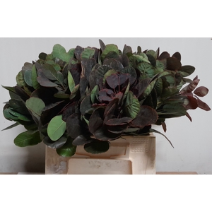 COTI C ROYAL PURPLE