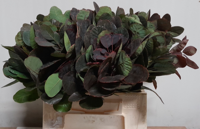 <h4>COTI C ROYAL PURPLE</h4>