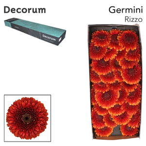 Germini Pomponi Rizzo Doos