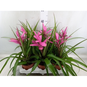 Tillandsia  'Antonio'