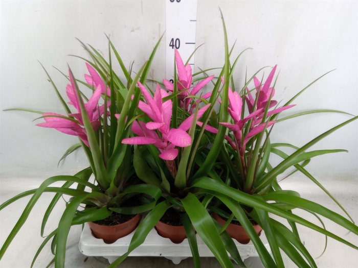 <h4>Tillandsia  'Antonio'</h4>