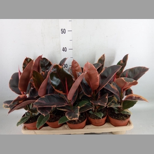 Ficus elastica 'Belize'