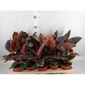 Ficus elastica 'Belize'