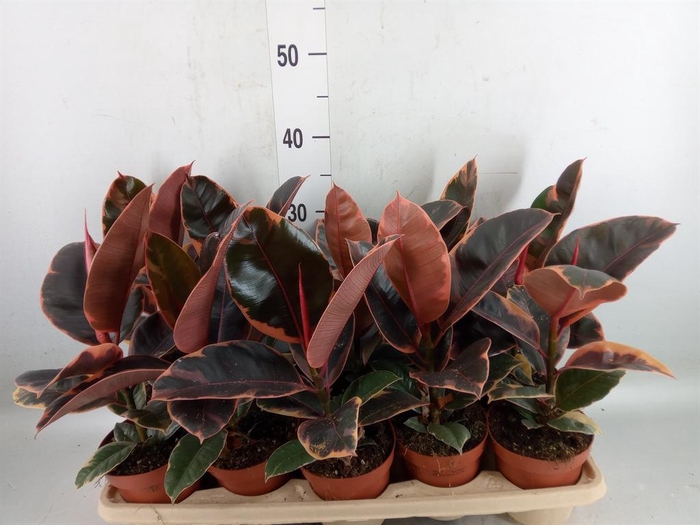<h4>Ficus elastica 'Belize'</h4>