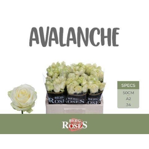 RS GR AVALANCHE