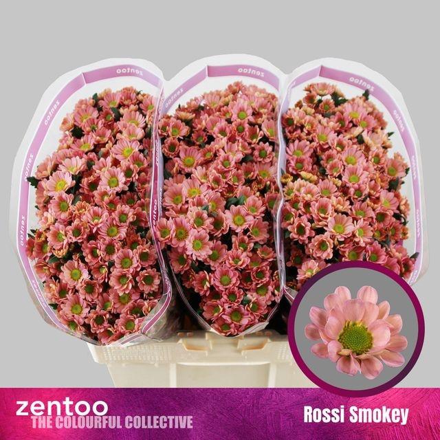 <h4>Chrys santini Rossi smokey</h4>