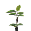 Alocasia Pot