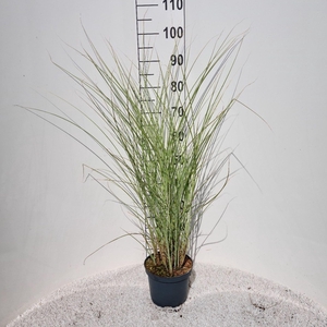 Miscanthus sinensis Morning Light