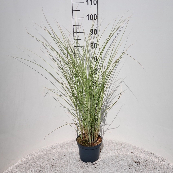 <h4>Miscanthus sinensis Morning Light</h4>