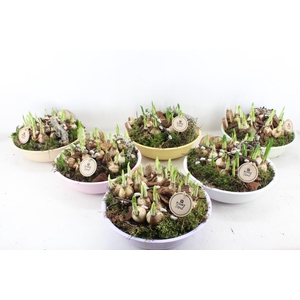 arr4 Narcis PL - Zink Ilse schaal laag mix