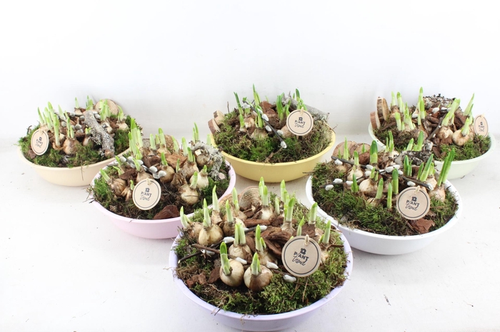 <h4>arr4 Narcis PL - Zink Ilse schaal laag mix</h4>