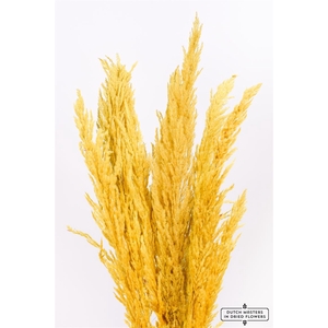 Dried Pampas Gras Yellow (8 Stems) Bunch