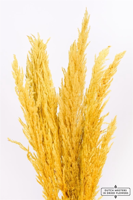 Dried Pampas Gras Yellow (8 Stems) Bunch