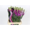 Matthiola Iron Rose