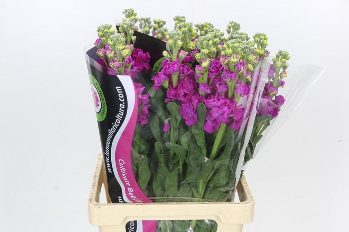 Matthiola Iron Rose