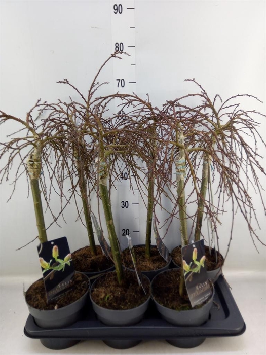 <h4>Salix arbuscula</h4>