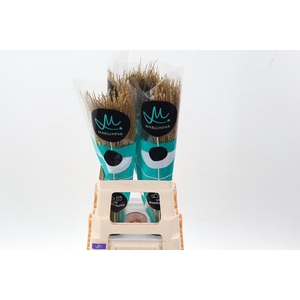 Misc Sin White Cloud