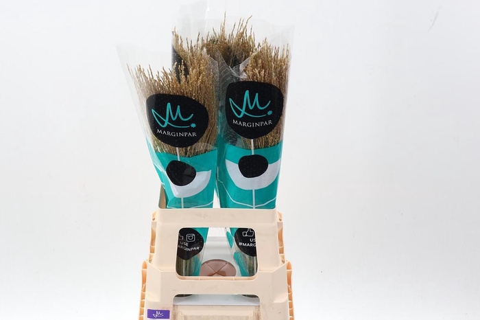 <h4>Misc Sin White Cloud</h4>