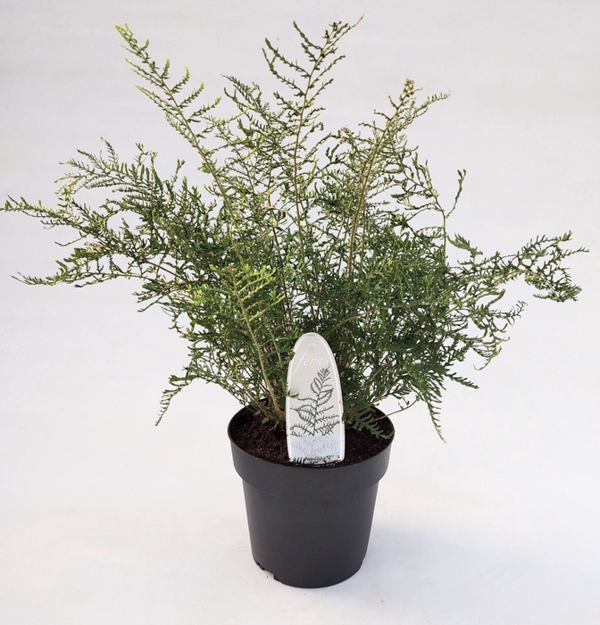 <h4>Dryopteris filix-mas Linearis Poly</h4>