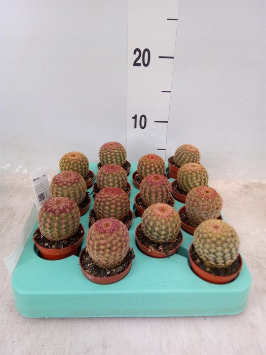 <h4>Cereus   ...</h4>