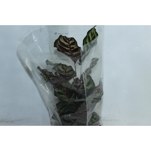 CALATHEA MAKOYAMA P17