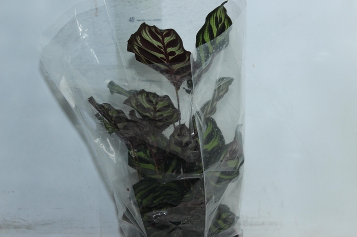 <h4>CALATHEA MAKOYAMA P17</h4>