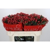 Hypericum True Romance