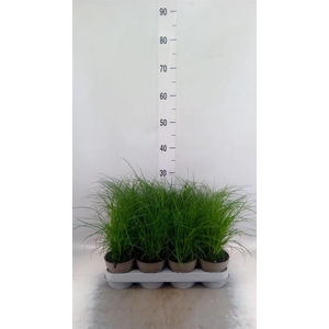 Carex brunnea