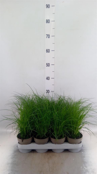<h4>Carex brunnea</h4>