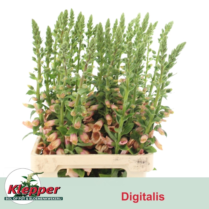 <h4>DIGI PURPUREA</h4>