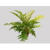 DRYOPTERIS KOIDZUMIANA C18