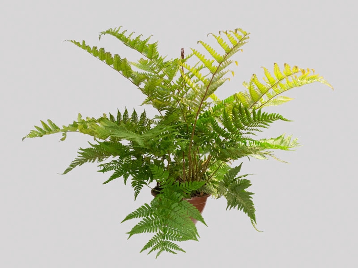 DRYOPTERIS KOIDZUMIANA C18