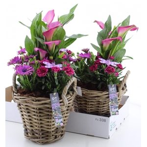 ARR TUINPLANTEN