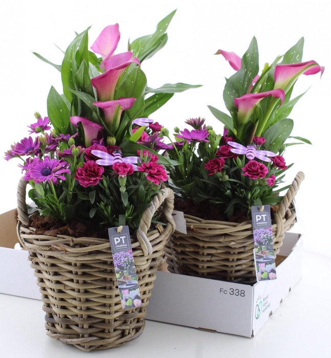 <h4>ARR TUINPLANTEN</h4>
