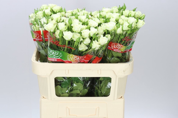 <h4>Rosa Tr Snow Flake</h4>