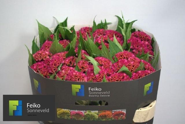 <h4>CEL C ACT RIMA</h4>