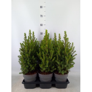 Picea glauca 'Perfecta'