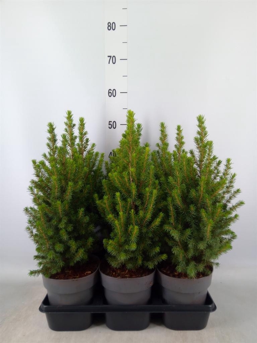 Picea glauca 'Perfecta'