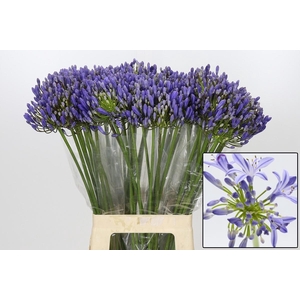 AGAP EYFORI BLUE