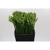 Ornithogalum Mount Fuji