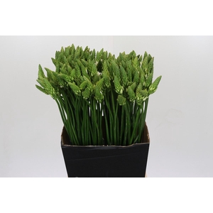 Ornithogalum Mount Fuji