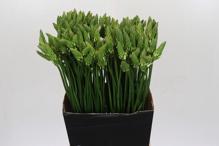 <h4>Ornithogalum Mount Fuji</h4>