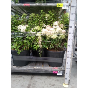 Hydrangea pan.
