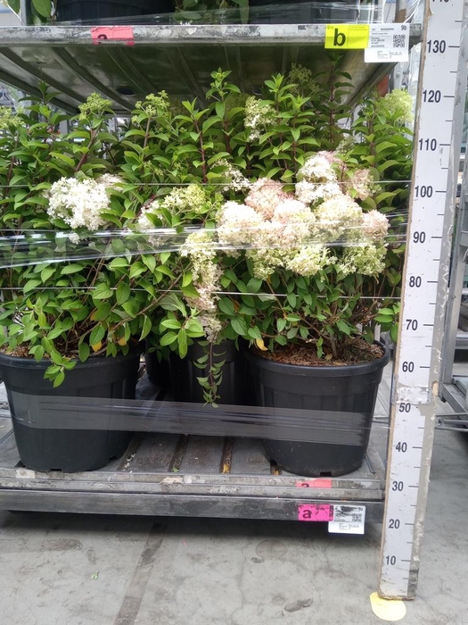 <h4>Hydrangea pan.</h4>