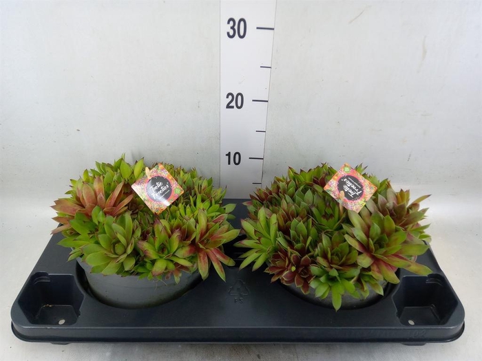 <h4>Sempervivum   ...</h4>
