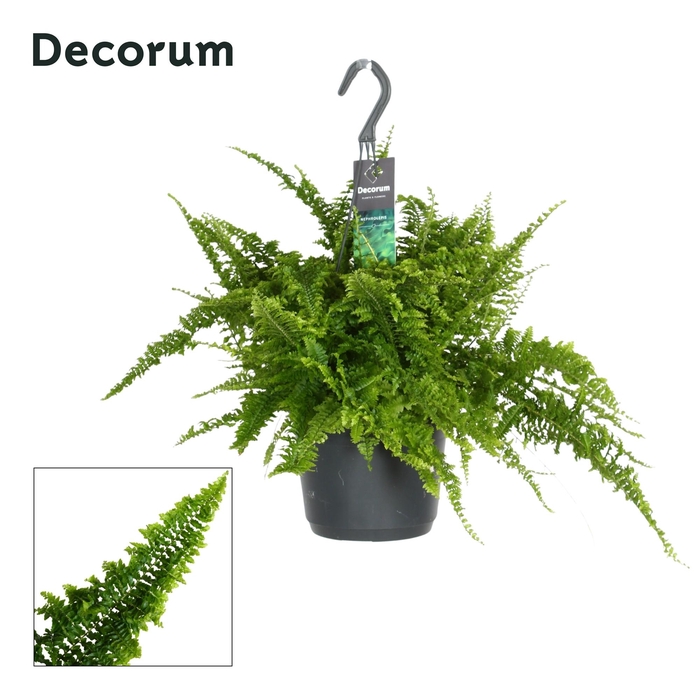 <h4>Nephrolepis exaltata 'Fluffy Ruffles'</h4>