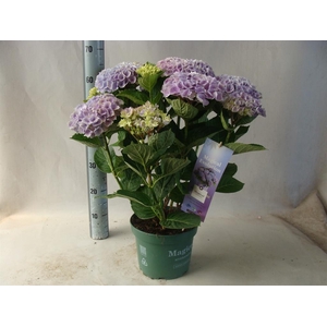 Hydrangea mac.   ...