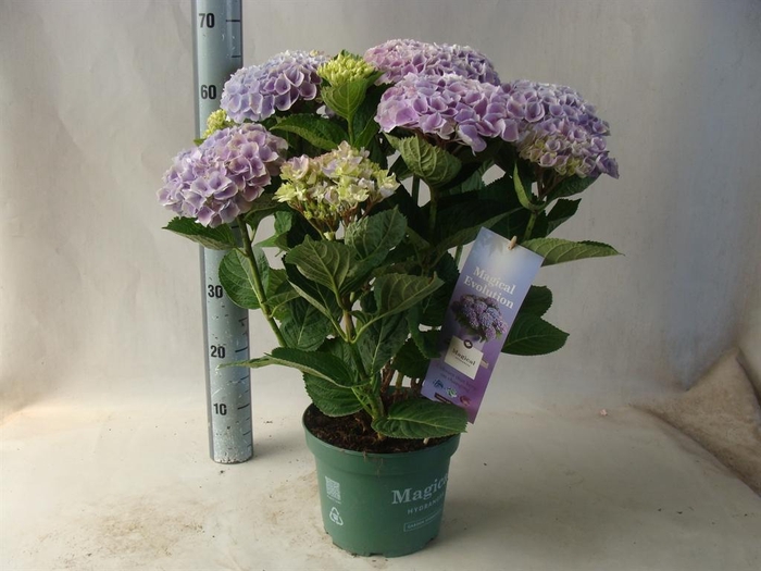 <h4>Hydrangea mac.   ...</h4>